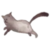 🐈