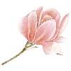🌷