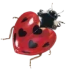 🐞