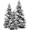 🌲