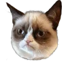 🐈