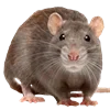 🐀