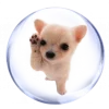 🐶
