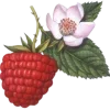 🍓