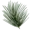 🌲