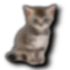 😽