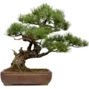 🌳