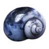 🐚