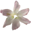 🌸