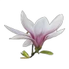 🌸