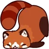 🦝