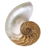 🐚