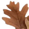 🍂