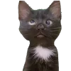 🐈