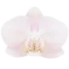 🌸