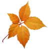 🍂