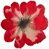 🌺
