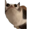 🐱