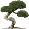 🌳
