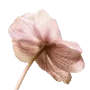 🌺