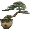 🪷