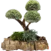 🌳