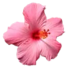 🌺