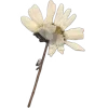 ⭐️