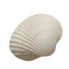 🐚