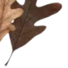 🍂
