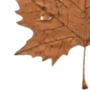 🍂