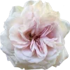 🌸