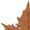 🍂