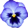 🌺