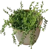 🌿