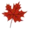 🍁