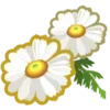 🌼
