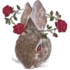 🐇