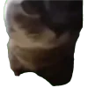 🐈