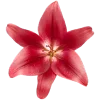 🌺