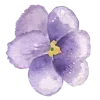 🌸