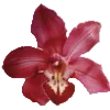 🌺