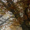 🍂