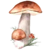 🍄