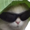 😎