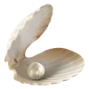 🦪