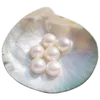 🐚