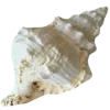 🐚
