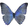🦋