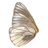 🐚